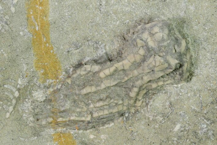 Fossil Crinoid (Abrotocrinus) - Crawfordsville, Indiana #149003